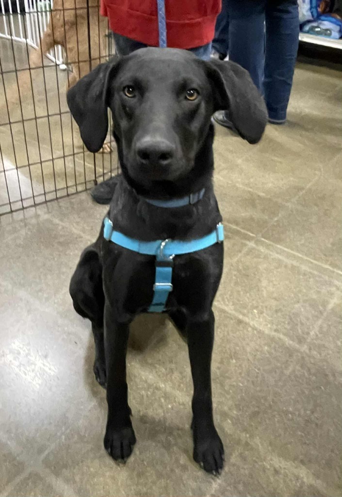 Conan, an adoptable Hound, Labrador Retriever in sun prairie, WI, 53590 | Photo Image 4