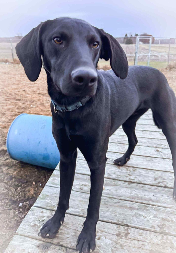 Conan, an adoptable Hound, Labrador Retriever in sun prairie, WI, 53590 | Photo Image 5