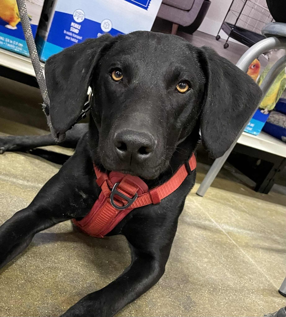 Conan, an adoptable Hound, Labrador Retriever in sun prairie, WI, 53590 | Photo Image 6