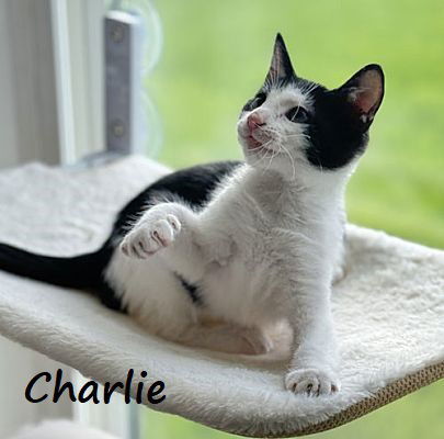 Charlie #after-five-jetset 1