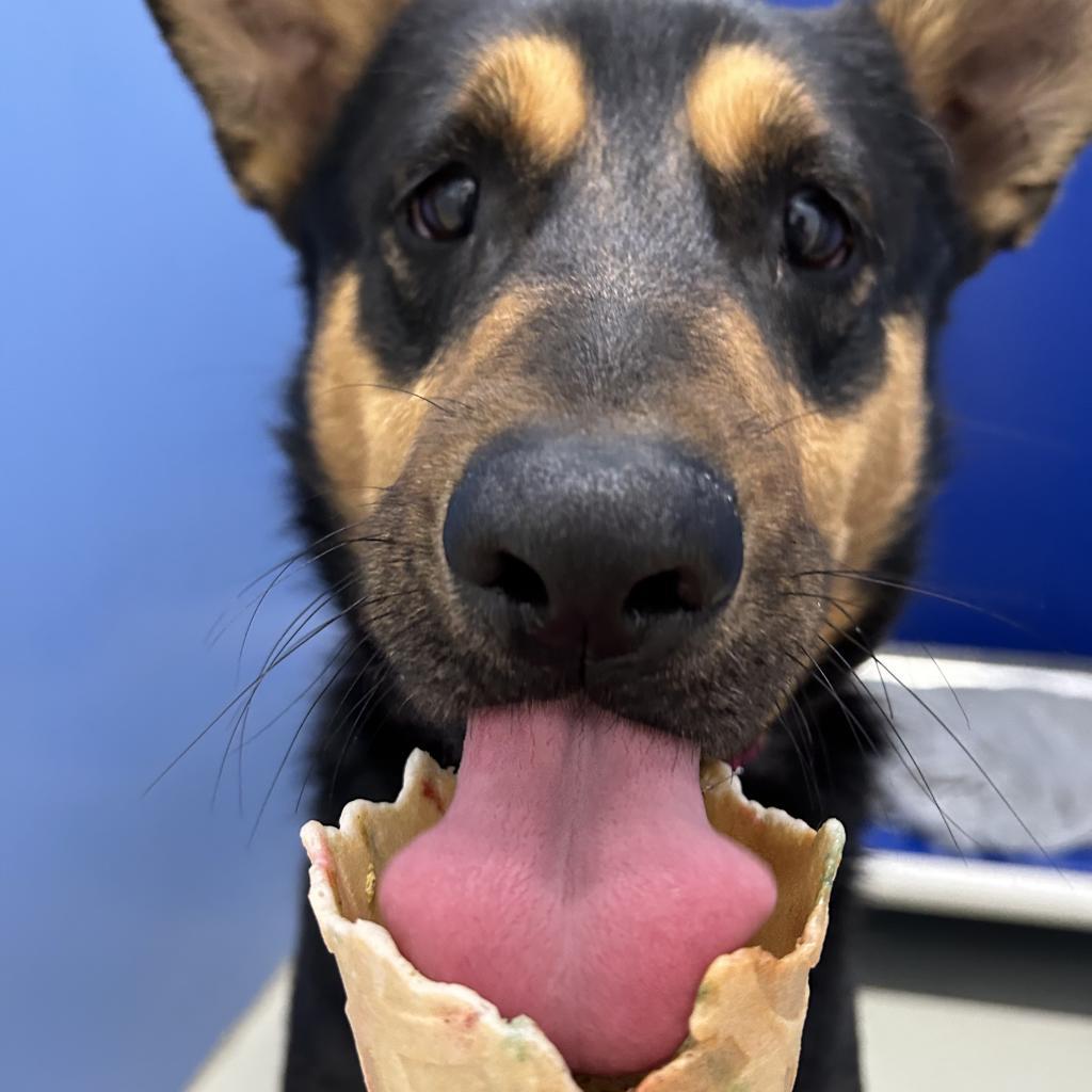 Apollo, an adoptable Australian Kelpie in Decorah, IA, 52101 | Photo Image 2