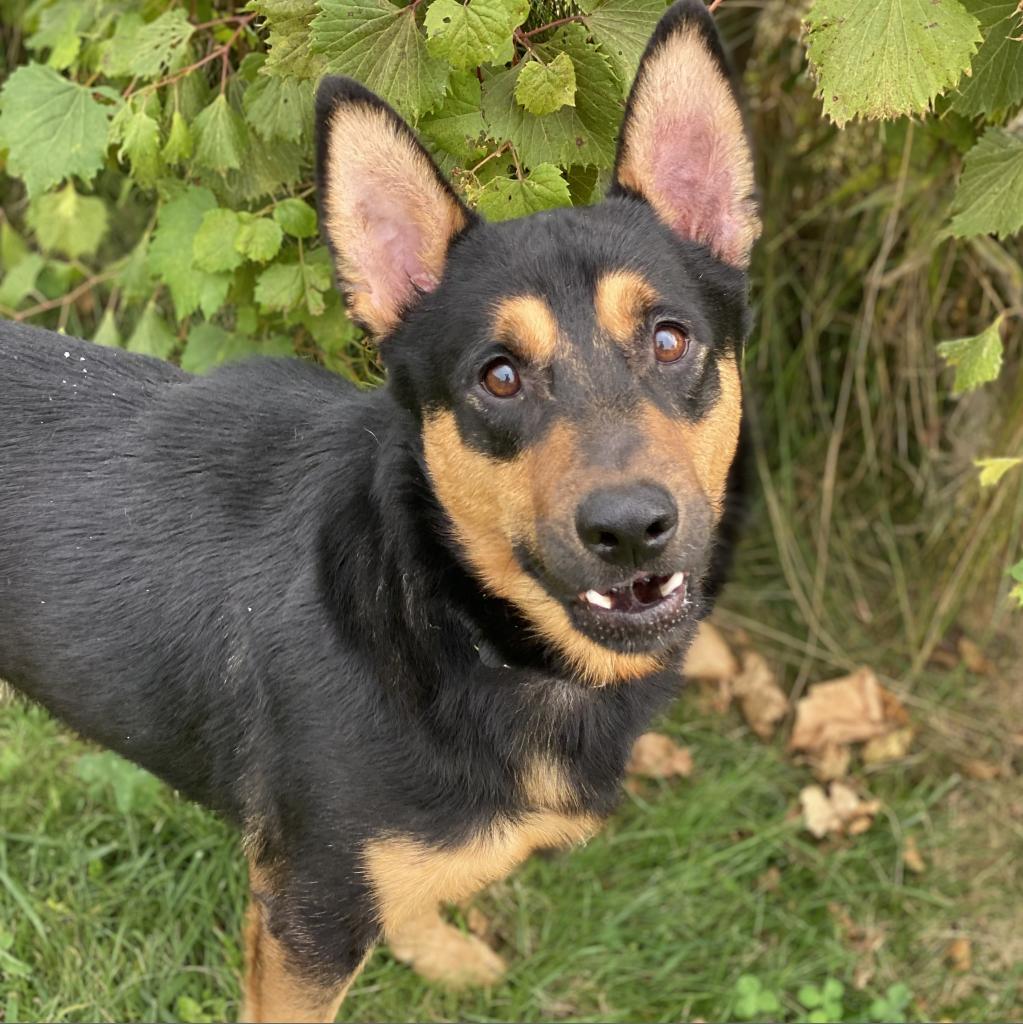 Apollo, an adoptable Australian Kelpie in Decorah, IA, 52101 | Photo Image 3