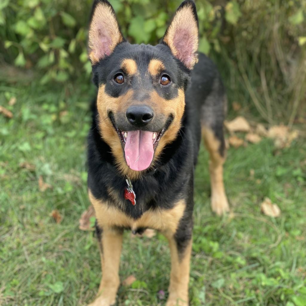 Apollo, an adoptable Australian Kelpie in Decorah, IA, 52101 | Photo Image 4