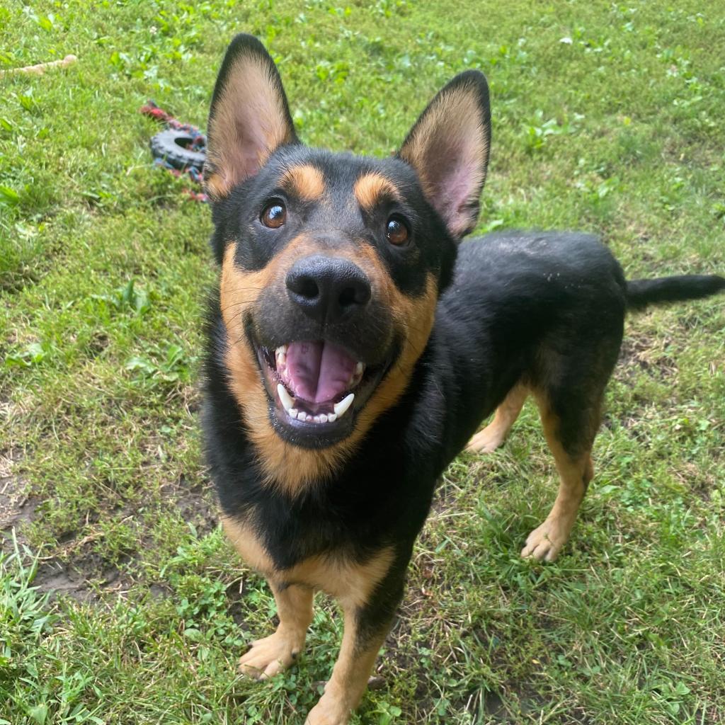 Apollo, an adoptable Australian Kelpie in Decorah, IA, 52101 | Photo Image 5