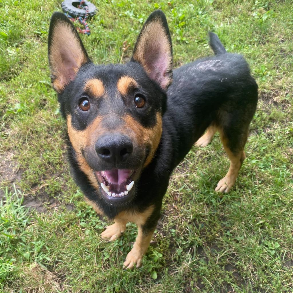 Apollo, an adoptable Australian Kelpie in Decorah, IA, 52101 | Photo Image 6