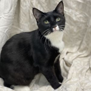 Deanna, Young Female Domestic Medium Hair