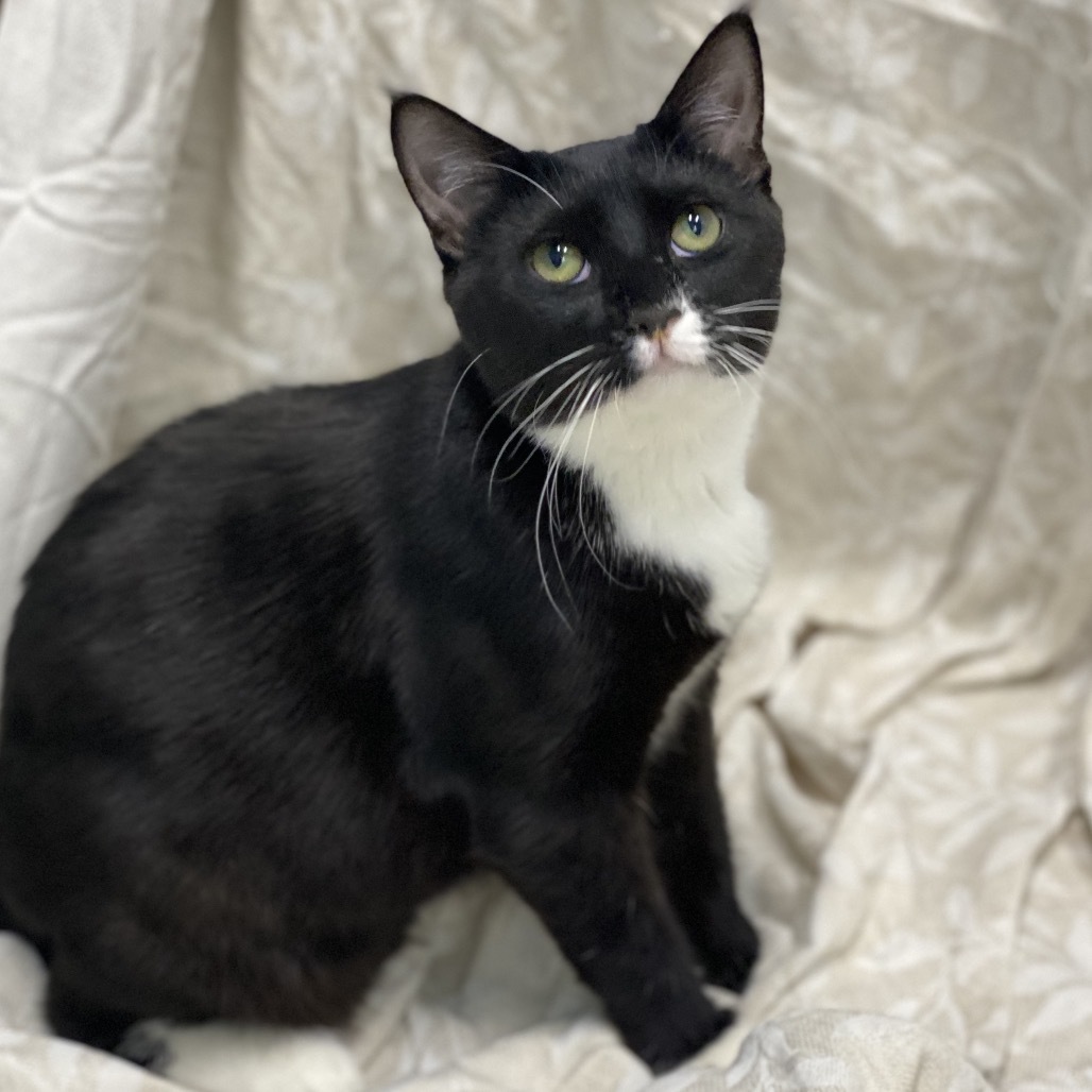 Deanna, an adoptable Domestic Medium Hair in Decorah, IA, 52101 | Photo Image 1