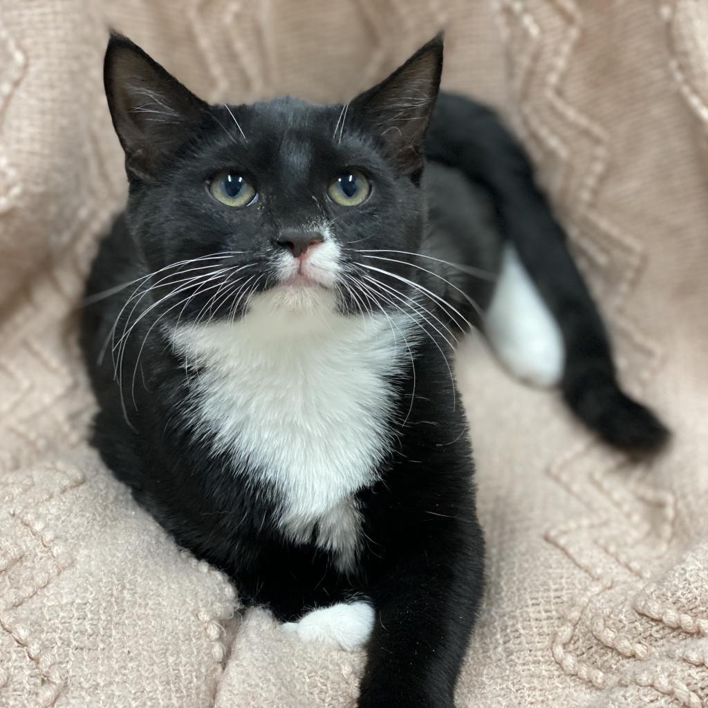 Deanna, an adoptable Domestic Medium Hair in Decorah, IA, 52101 | Photo Image 2