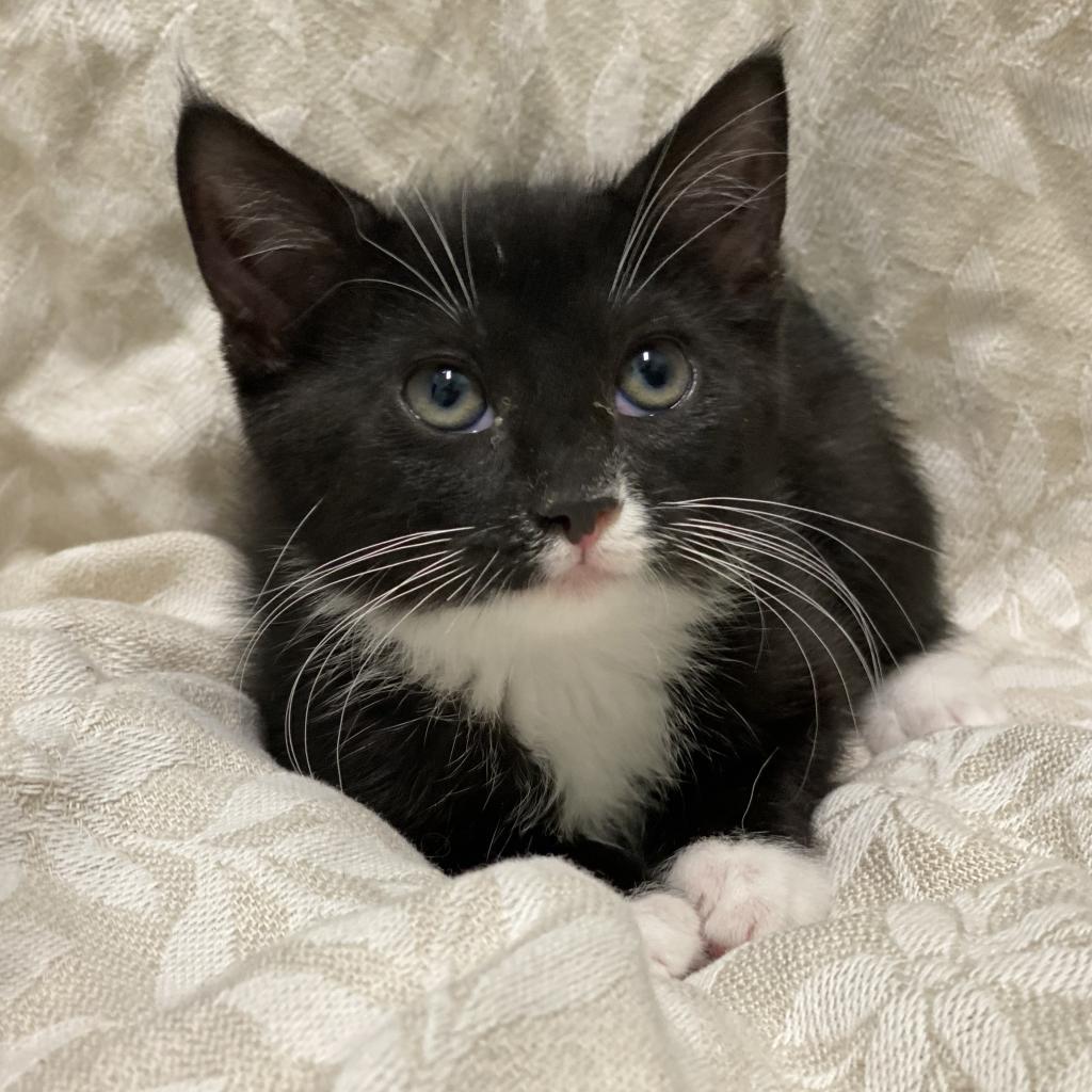 Deanna, an adoptable Domestic Medium Hair in Decorah, IA, 52101 | Photo Image 3