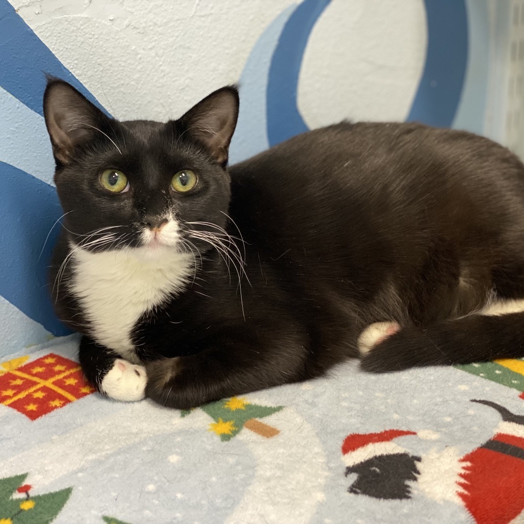 Deanna, an adoptable Domestic Medium Hair in Decorah, IA, 52101 | Photo Image 4