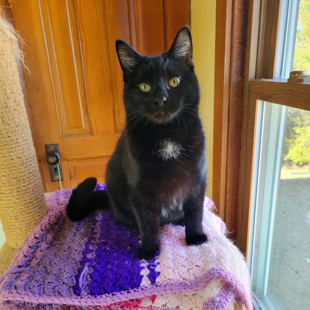 Aurora, an adoptable Domestic Short Hair in Decorah, IA, 52101 | Photo Image 1