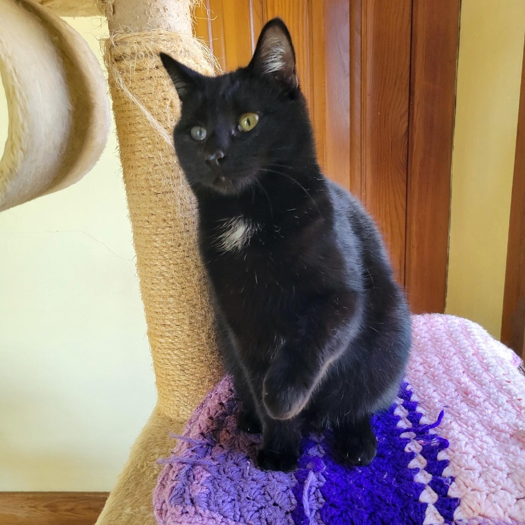 Aurora, an adoptable Domestic Short Hair in Decorah, IA, 52101 | Photo Image 2