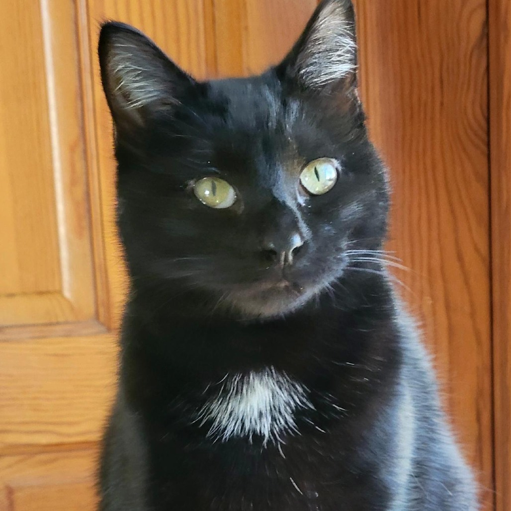 Aurora, an adoptable Domestic Short Hair in Decorah, IA, 52101 | Photo Image 3