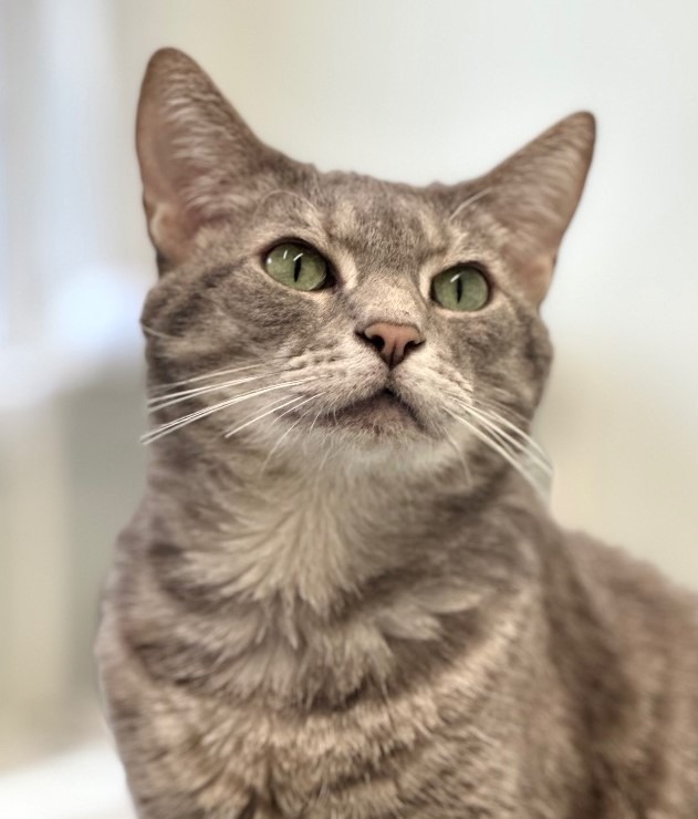 Basil, an adoptable Domestic Short Hair in Cumberland, ME, 04021 | Photo Image 1