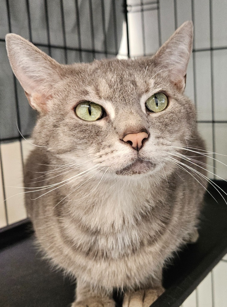 Basil, an adoptable Domestic Short Hair in Cumberland, ME, 04021 | Photo Image 2