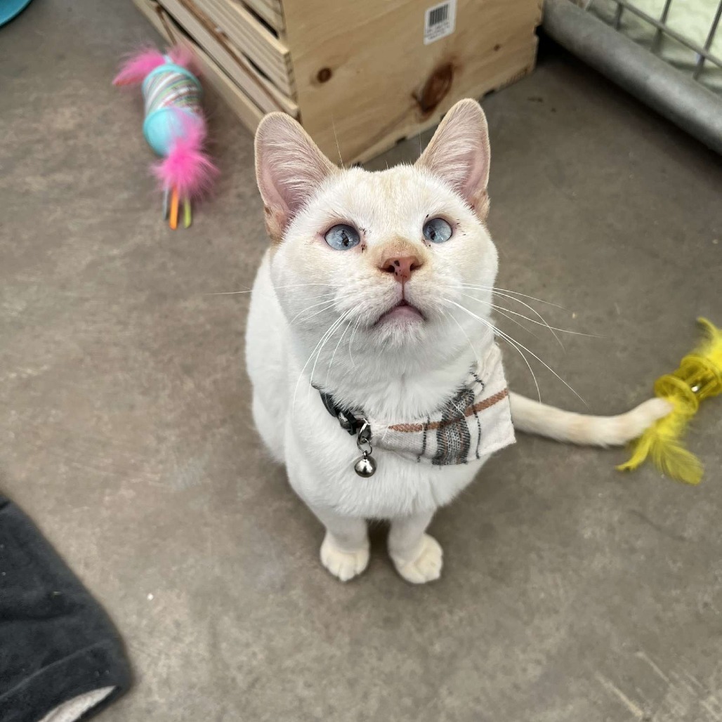 Calcifer, an adoptable Domestic Short Hair in Taos, NM, 87571 | Photo Image 1