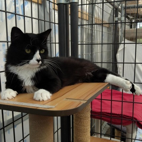 Kiwi Manuelito, an adoptable Domestic Long Hair in Taos, NM, 87571 | Photo Image 1