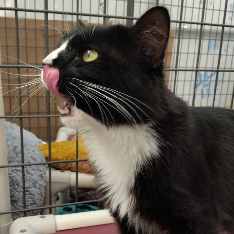 Kiwi Manuelito, an adoptable Domestic Long Hair in Taos, NM, 87571 | Photo Image 6