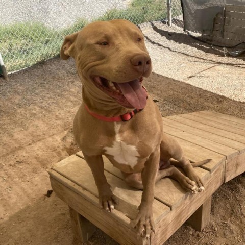 Hulk, an adoptable Pit Bull Terrier in Rifle, CO, 81650 | Photo Image 1