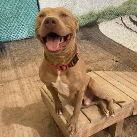 Hulk, an adoptable Pit Bull Terrier in Rifle, CO, 81650 | Photo Image 2