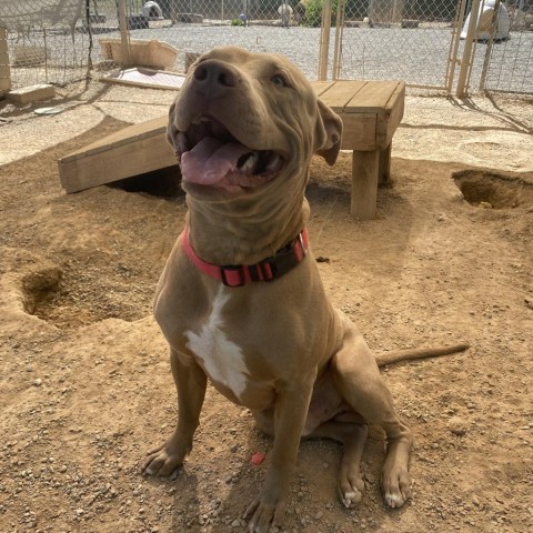 Hulk, an adoptable Pit Bull Terrier in Rifle, CO, 81650 | Photo Image 3