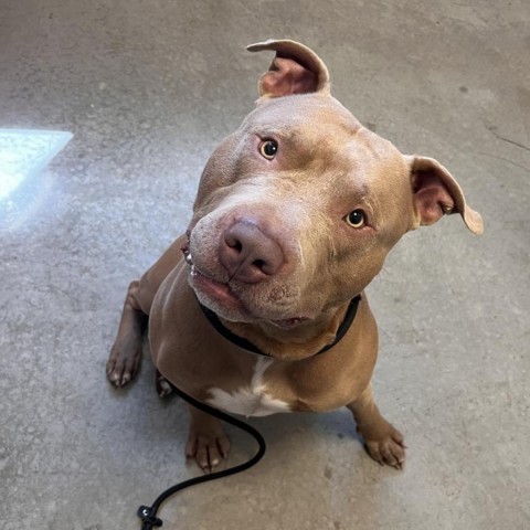 Hulk, an adoptable Pit Bull Terrier in Rifle, CO, 81650 | Photo Image 4