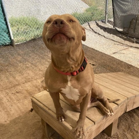 Hulk, an adoptable Pit Bull Terrier in Rifle, CO, 81650 | Photo Image 5