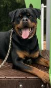 Romeo