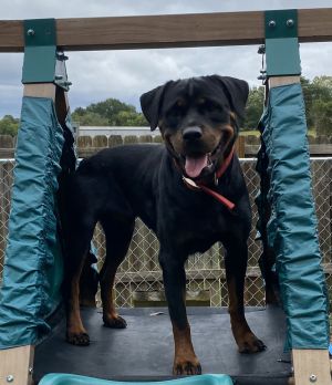 Dixie, Adult Female unknown