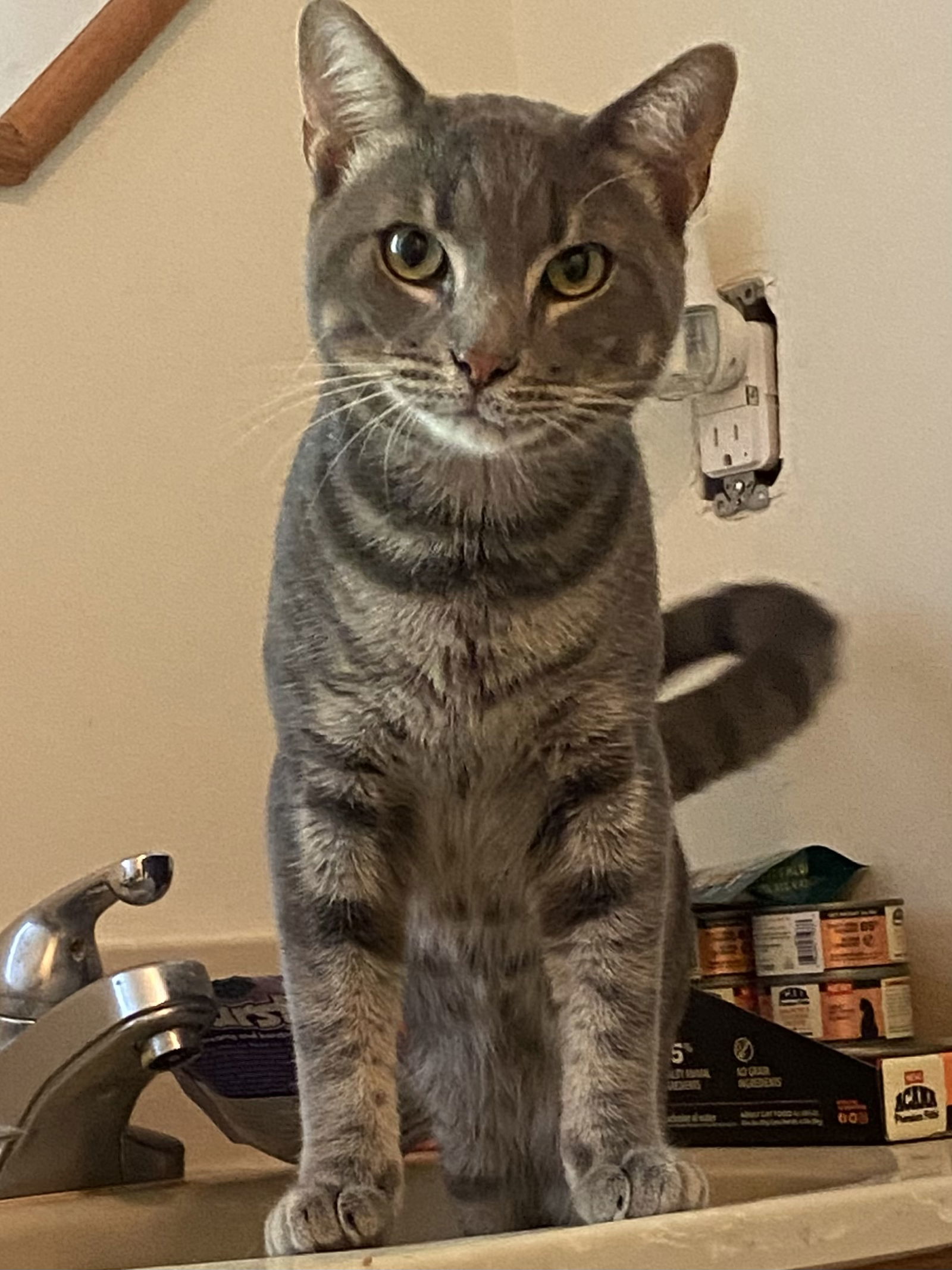 Dusty