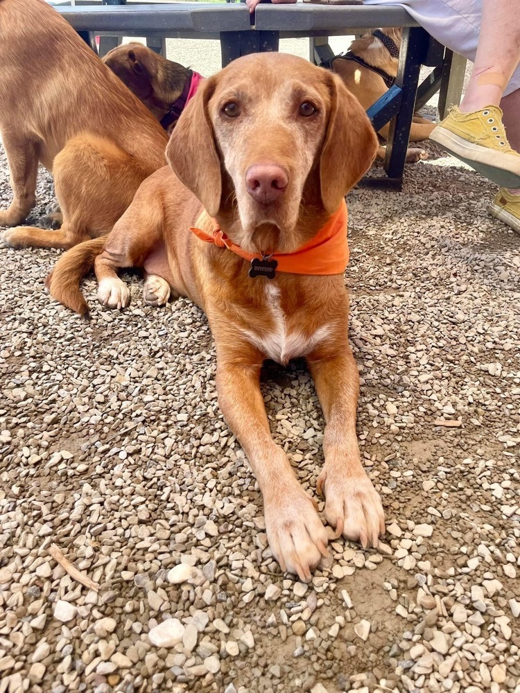 George, an adoptable Vizsla in Shawnee, OK, 74804 | Photo Image 1