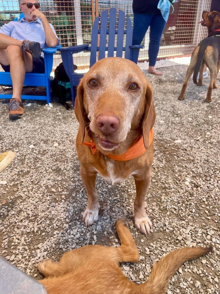 George, an adoptable Vizsla in Shawnee, OK, 74804 | Photo Image 2