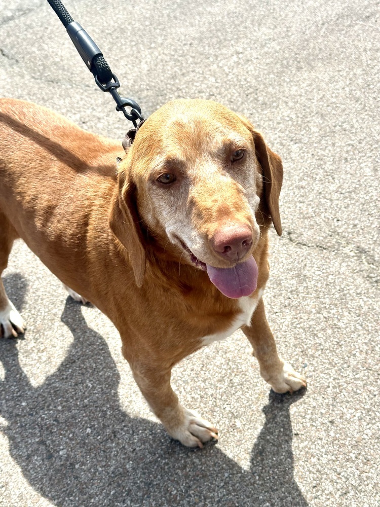 George, an adoptable Vizsla in Shawnee, OK, 74804 | Photo Image 3