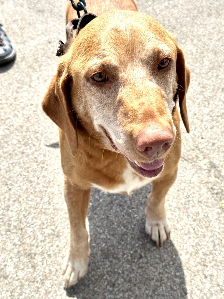 George, an adoptable Vizsla in Shawnee, OK, 74804 | Photo Image 4