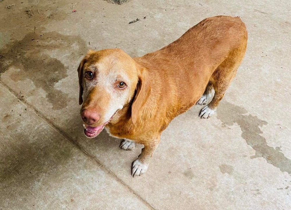 George, an adoptable Vizsla in Shawnee, OK, 74804 | Photo Image 5