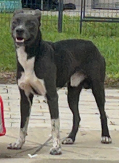 Toby 1
