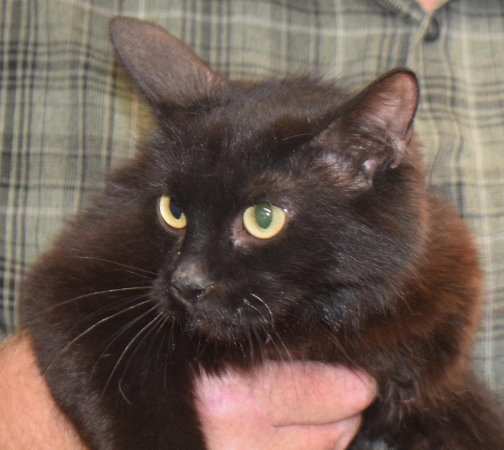 Lighten Mom, an adoptable Domestic Short Hair in Pahrump, NV, 89048 | Photo Image 1