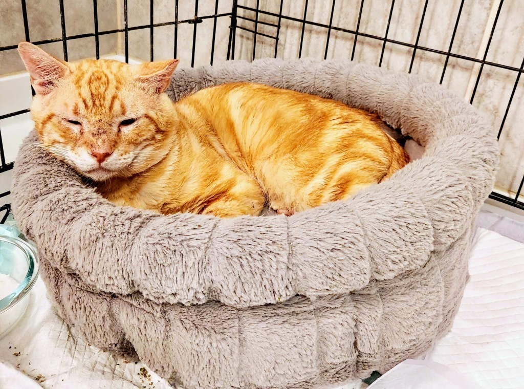 Puttin on the Ritz, an adoptable Domestic Short Hair in Boerne, TX, 78006 | Photo Image 1