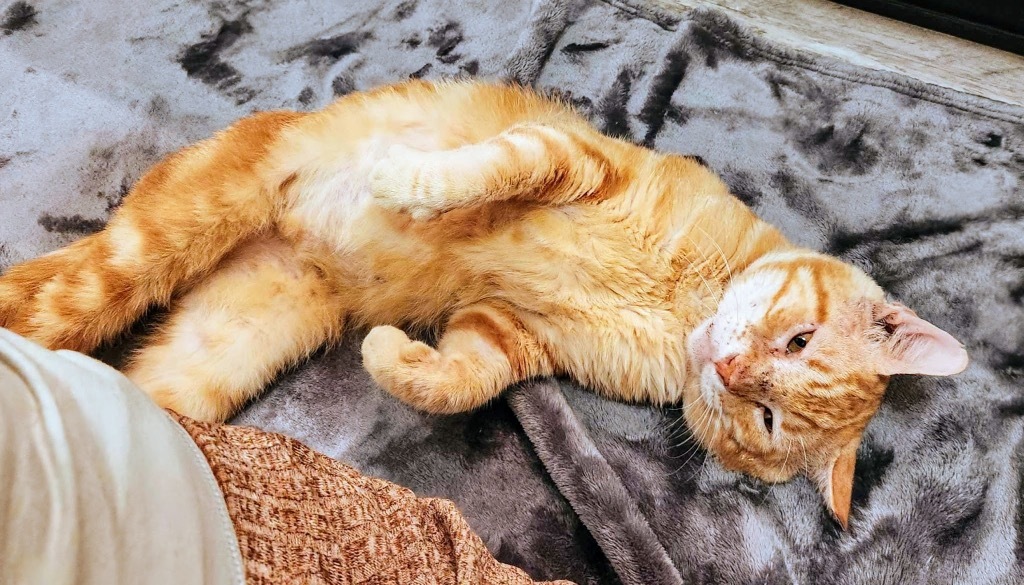 Puttin on the Ritz, an adoptable Domestic Short Hair in Boerne, TX, 78006 | Photo Image 2