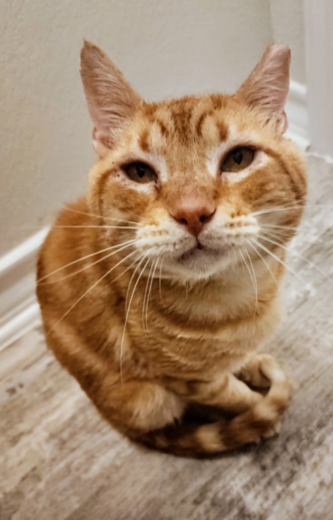 Puttin on the Ritz, an adoptable Domestic Short Hair in Boerne, TX, 78006 | Photo Image 3