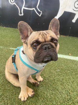Ravioli *special needs* French Bulldog Dog