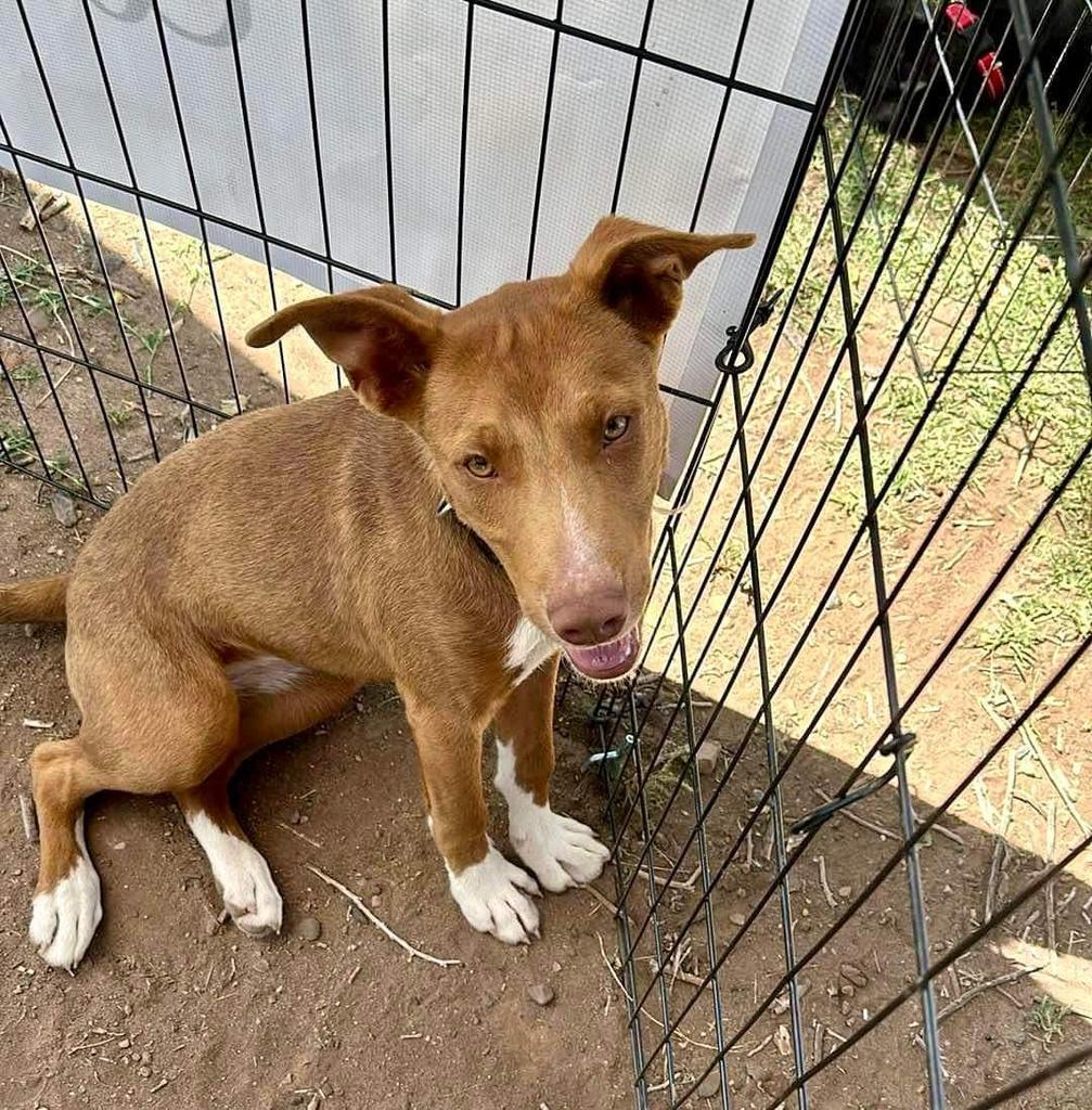 Mocha, an adoptable Pit Bull Terrier, Mixed Breed in Holbrook, AZ, 86025 | Photo Image 1