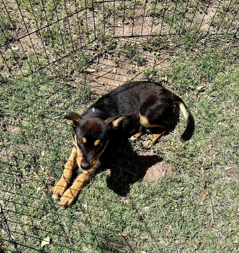 Fethchin Gretchen, an adoptable Labrador Retriever, Mixed Breed in Holbrook, AZ, 86025 | Photo Image 1