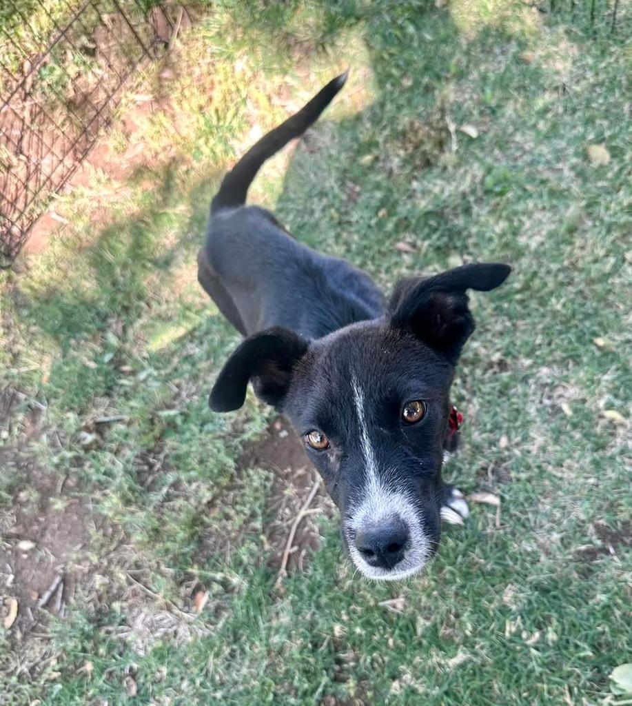 Mr. Sparklepants, an adoptable Labrador Retriever, Mixed Breed in Holbrook, AZ, 86025 | Photo Image 1