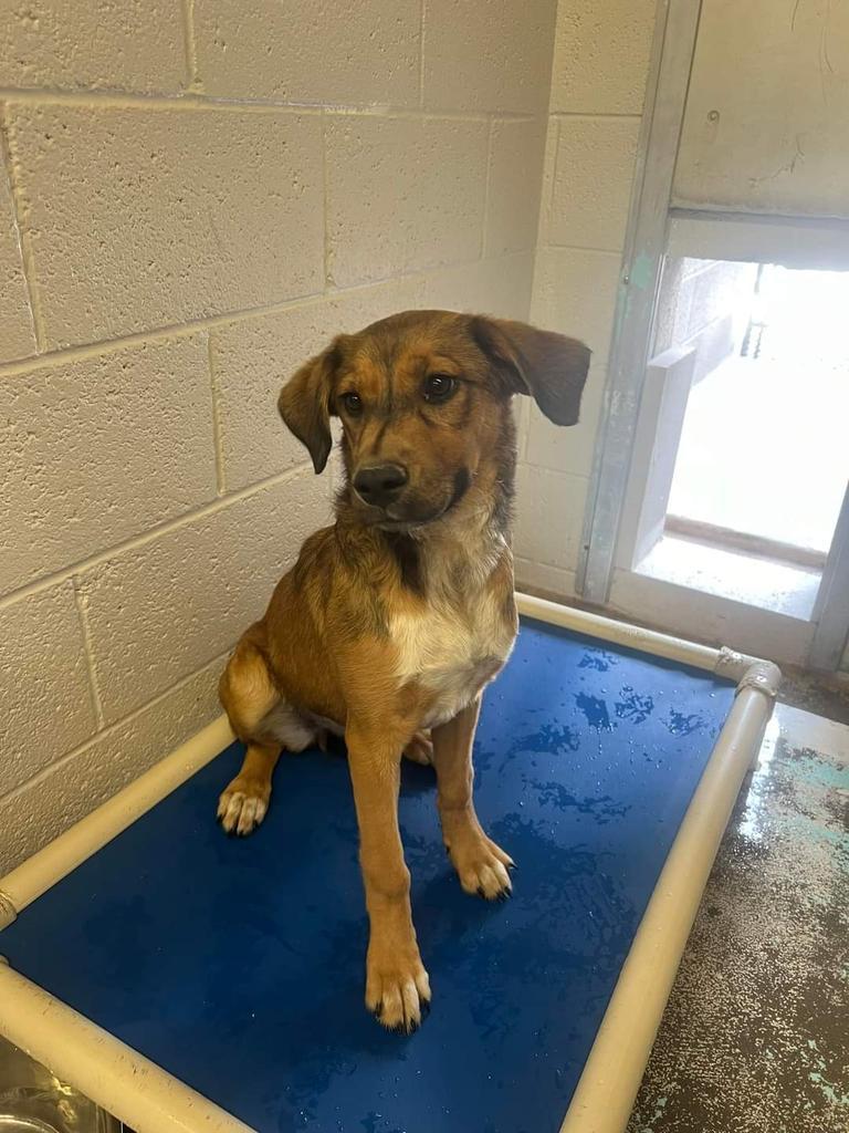 Peanut, an adoptable Mixed Breed in Holbrook, AZ, 86025 | Photo Image 1