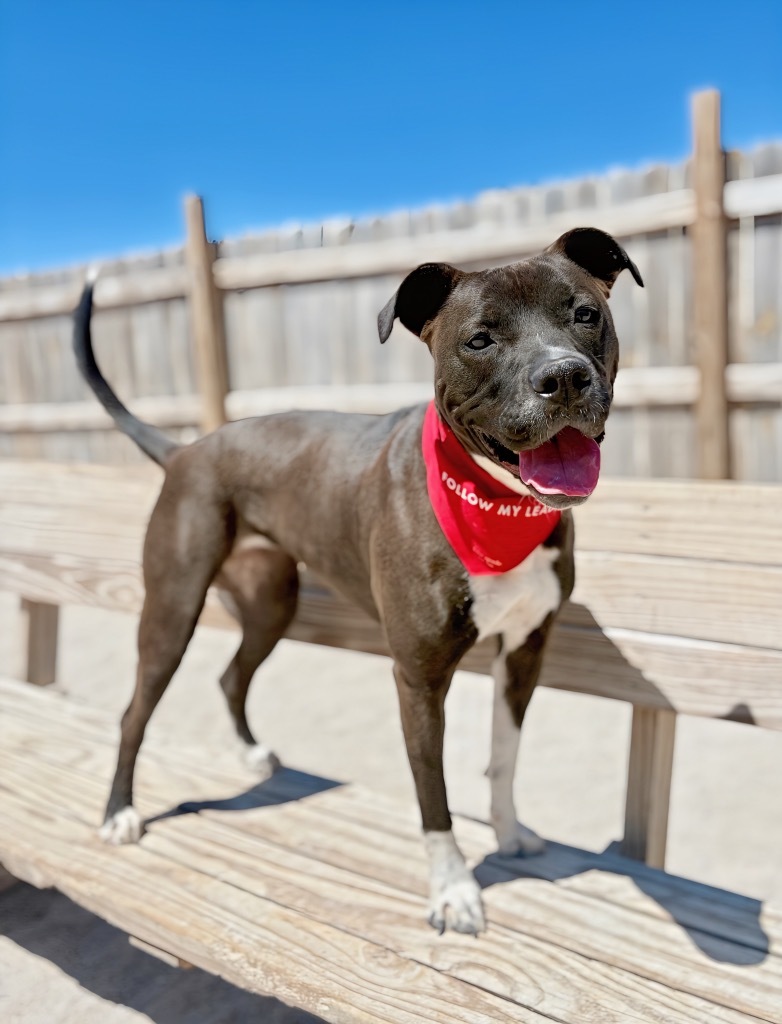 Gianna, an adoptable Labrador Retriever, Mixed Breed in Muskegon, MI, 49442 | Photo Image 1