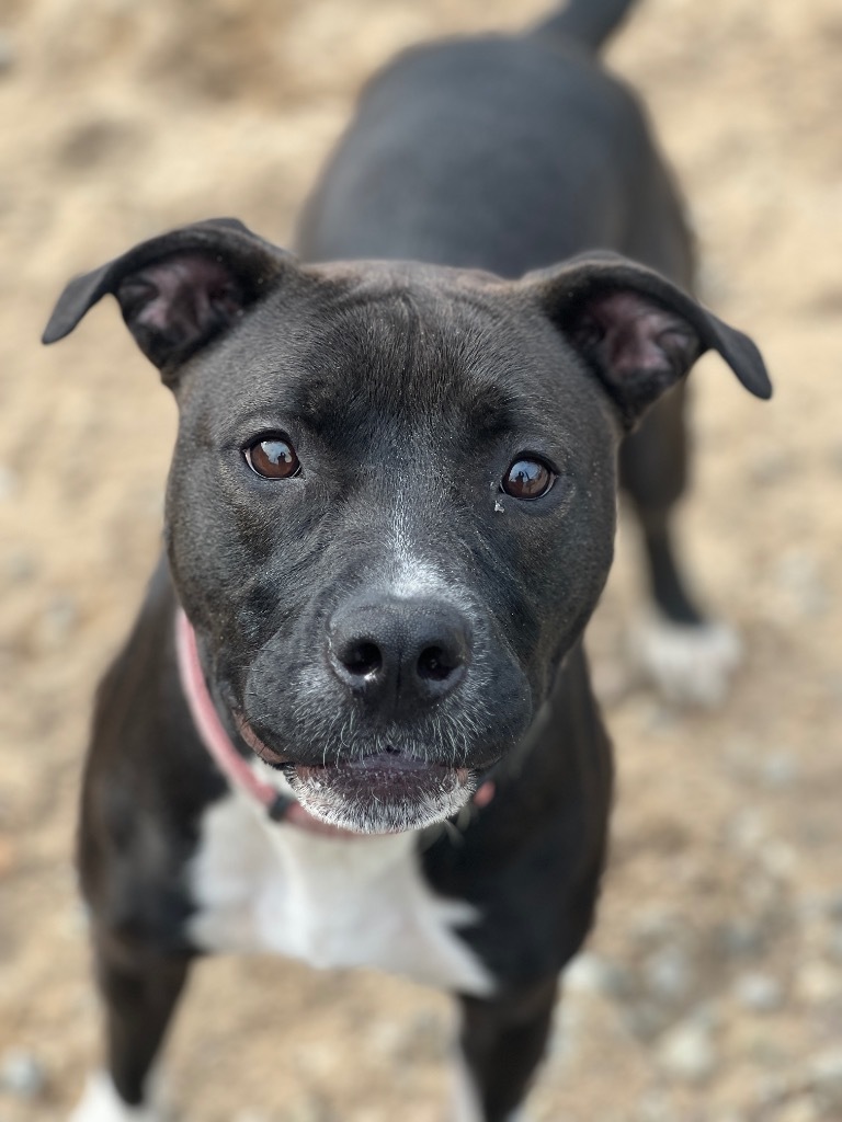 Gianna, an adoptable Labrador Retriever, Mixed Breed in Muskegon, MI, 49442 | Photo Image 2