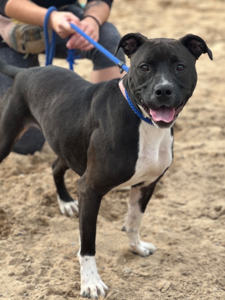 Gianna, an adoptable Labrador Retriever, Mixed Breed in Muskegon, MI, 49442 | Photo Image 3