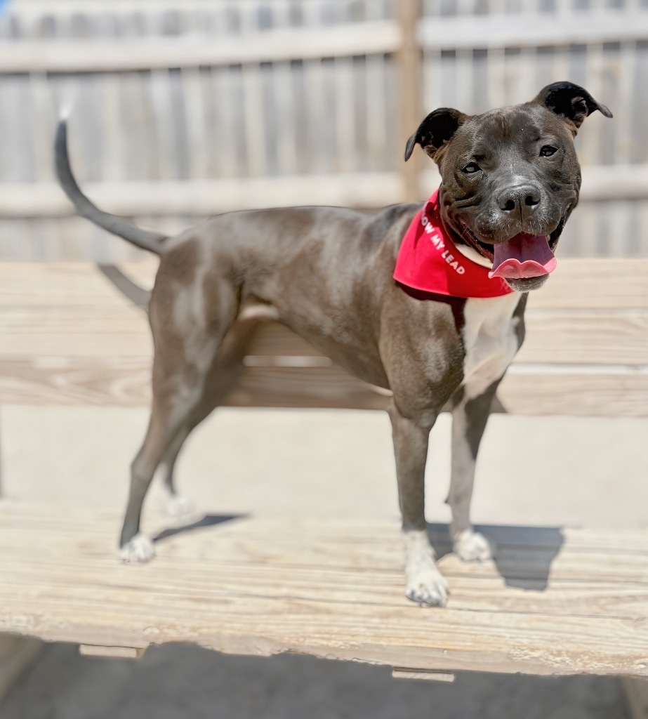 Gianna, an adoptable Labrador Retriever, Mixed Breed in Muskegon, MI, 49442 | Photo Image 4