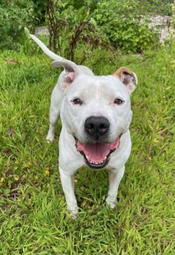 Kane (6320), an adoptable Pit Bull Terrier in Lake City, MI, 49651 | Photo Image 1